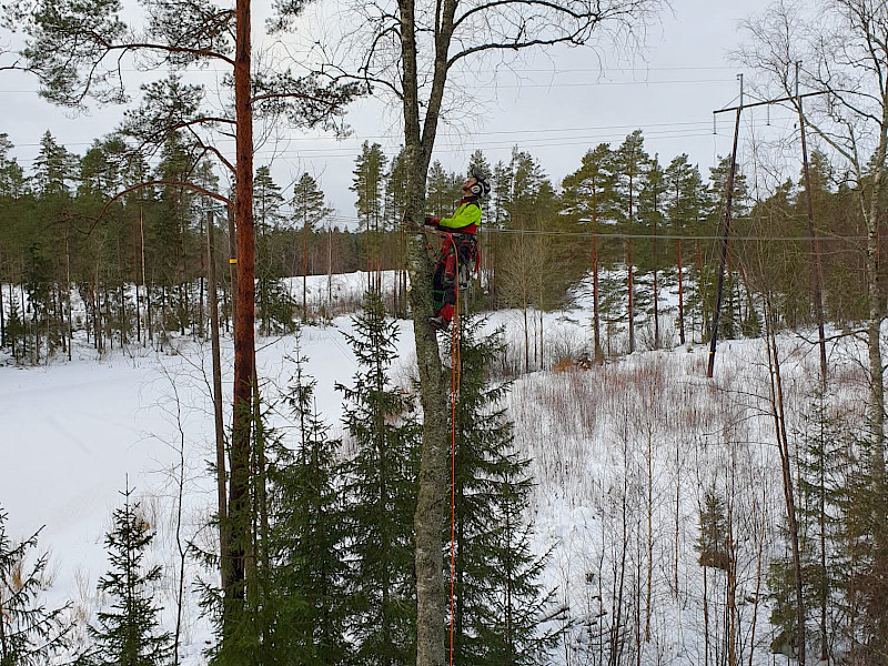 Luonnon monimuotoisuutta lahopökkelöllä